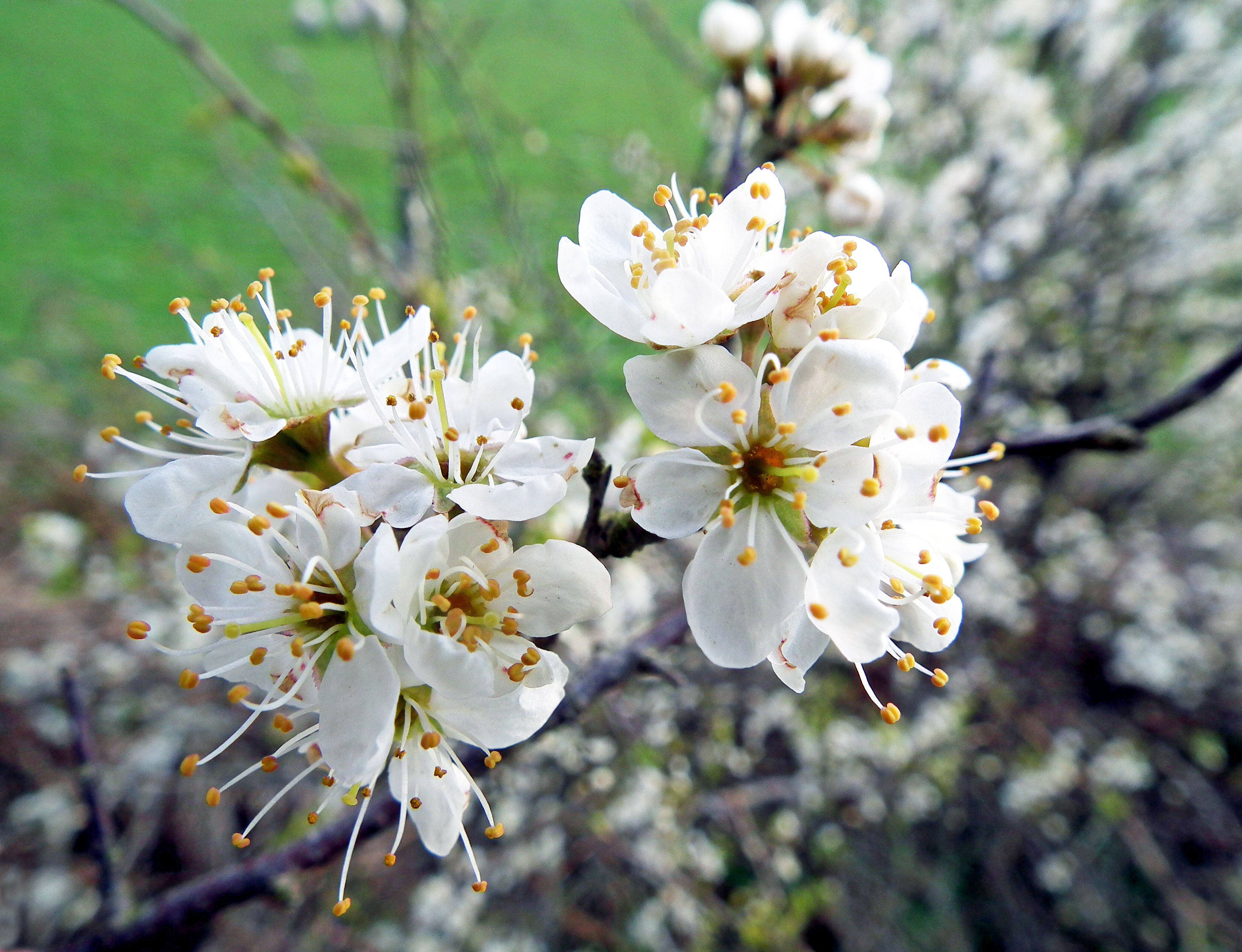 BLOSSOM TIME Bill Bagley Photography